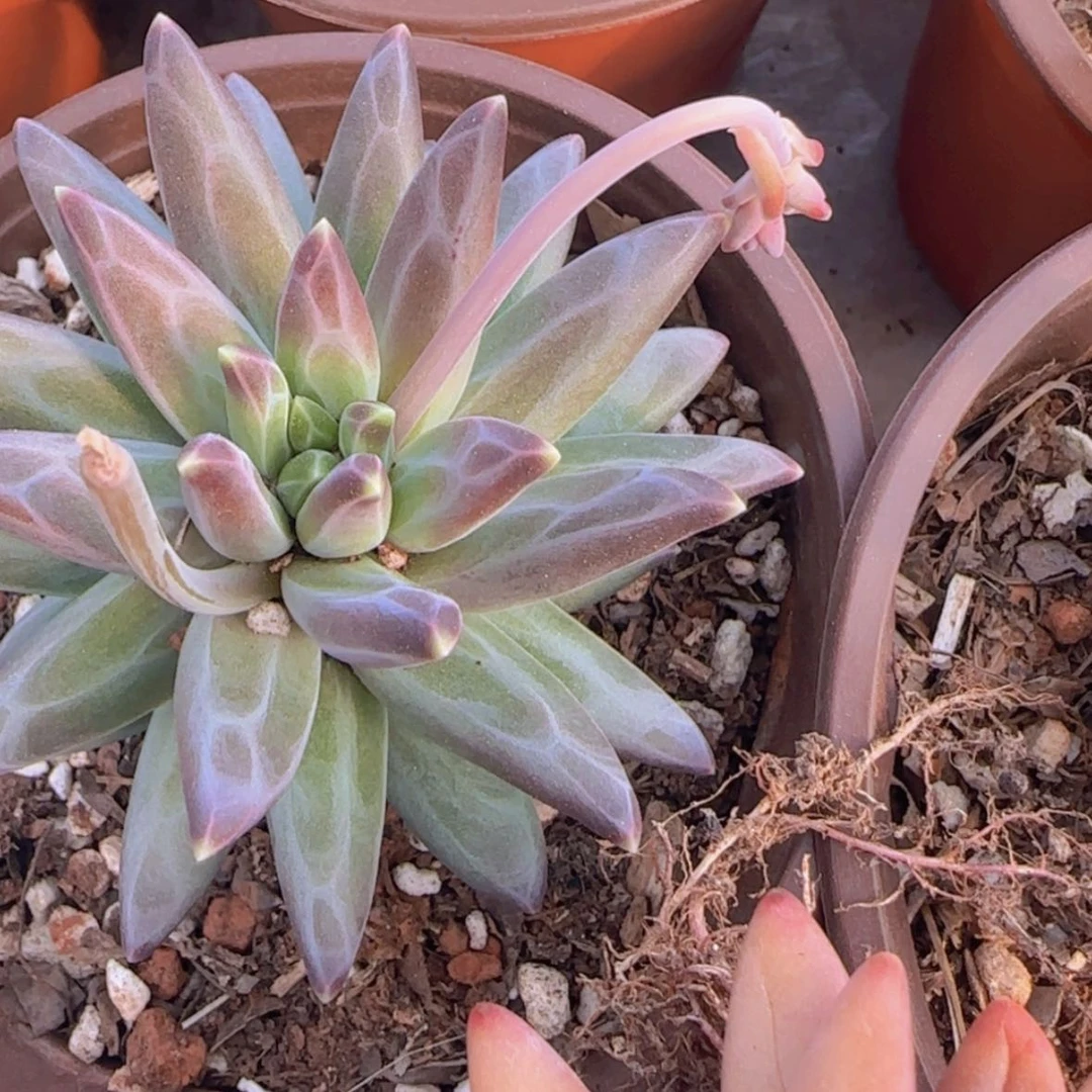 【闪购商品】梵高19.9