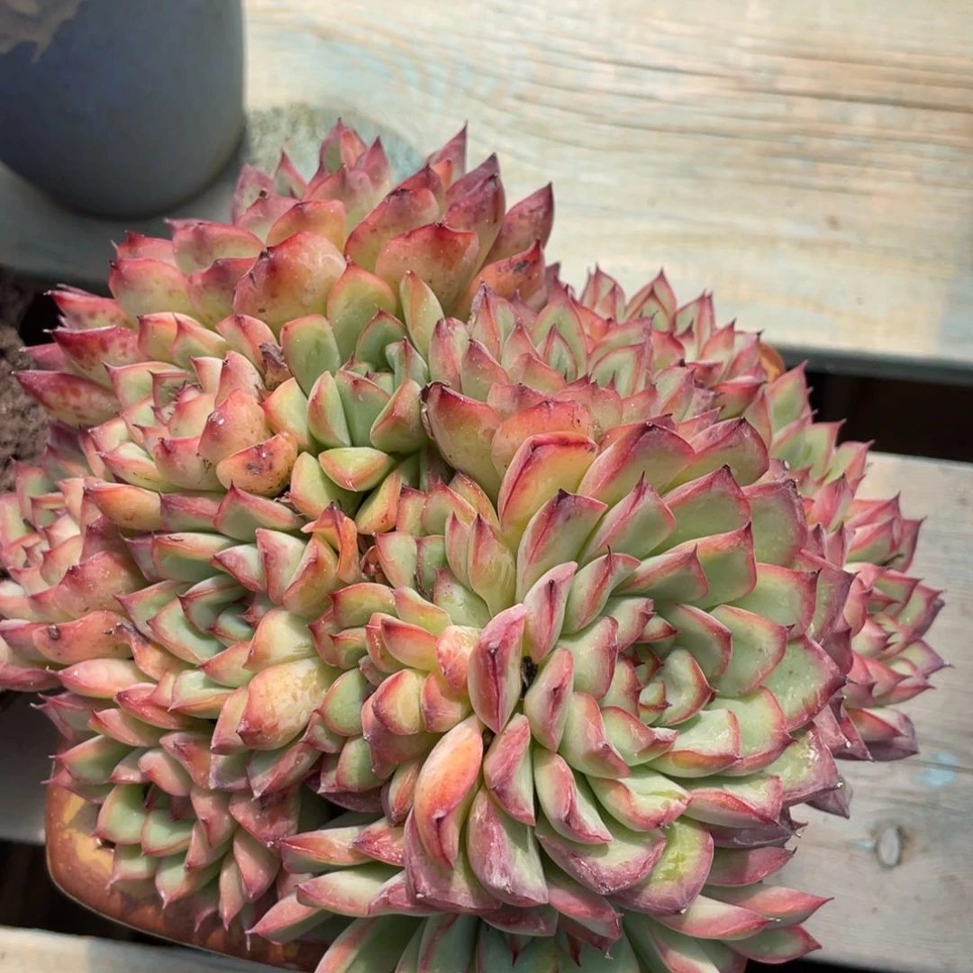 荷花杂交群生红色暗纹
