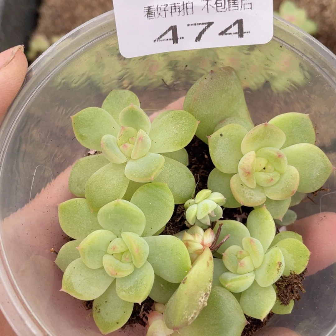 云糖心多肉植物474