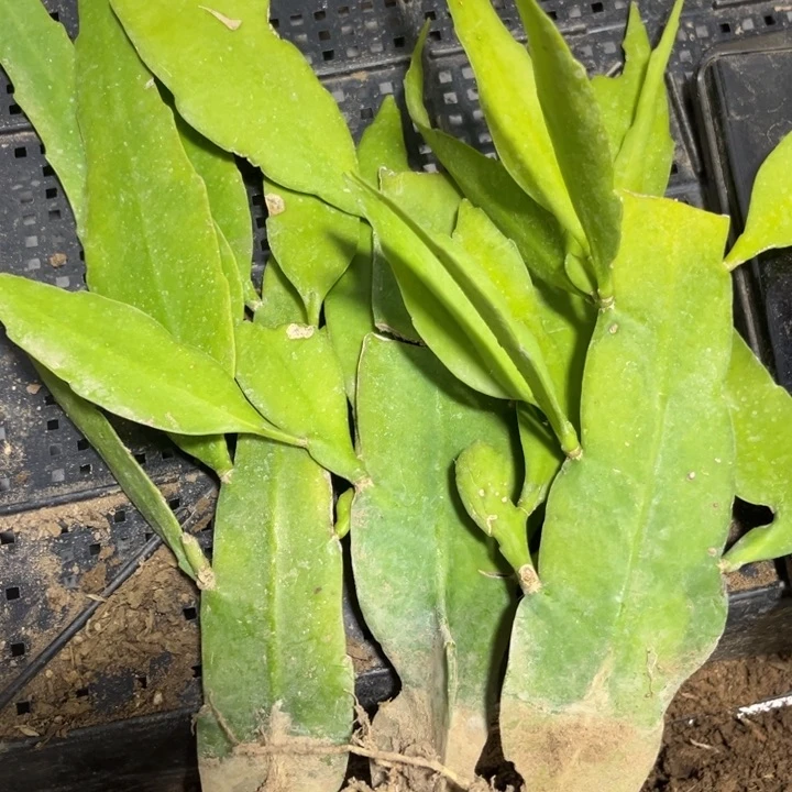 当前无花栽培后可以开花昙花3颗开花苗