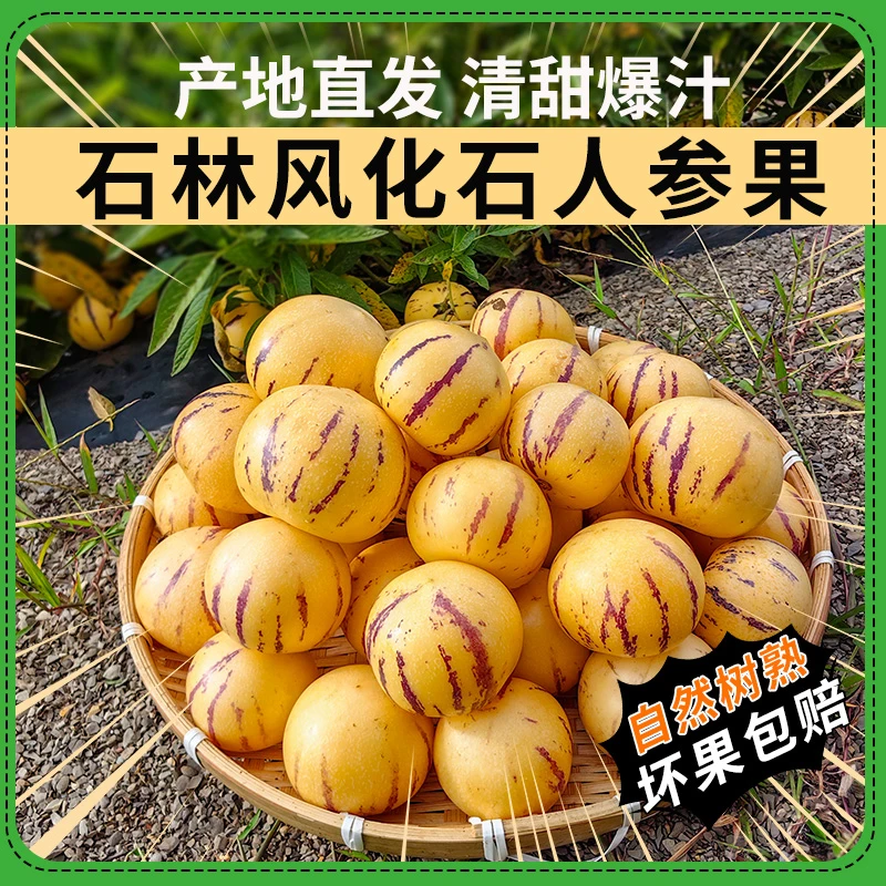 【今天下架】齿艿人参果云南石林树上熟黄心圆果新鲜清甜多汁水果