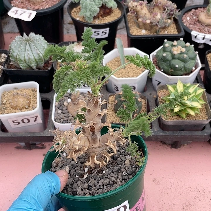 740出云杨葵块根植物