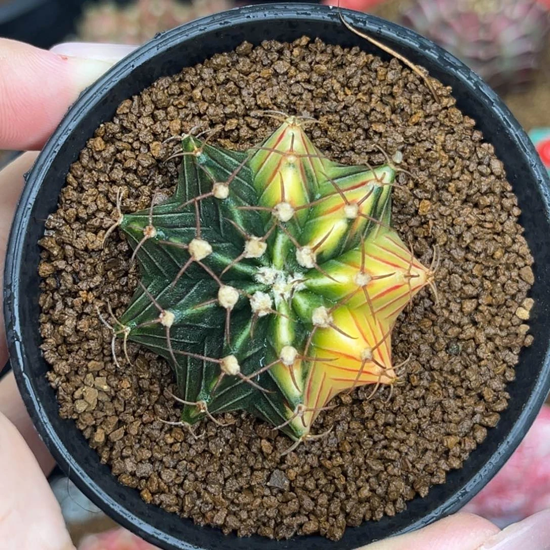 786  带盆土发货 福利特价