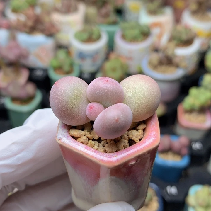 蛋黄奶酪  一点木质