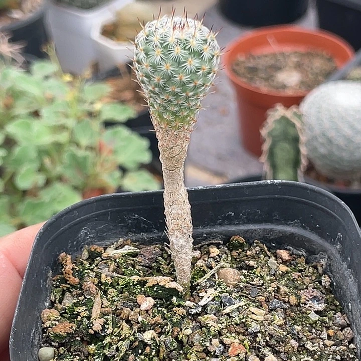赤花美针玉实生仙人球