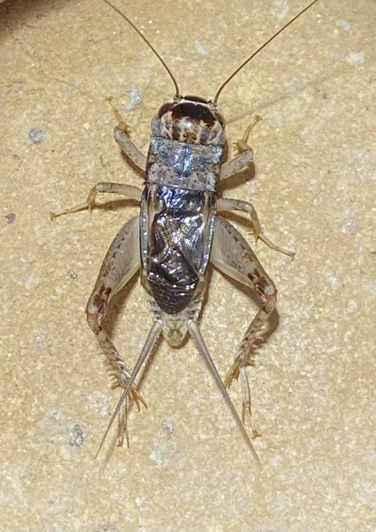 蟋蟀牙型好寿命长口重耐斗