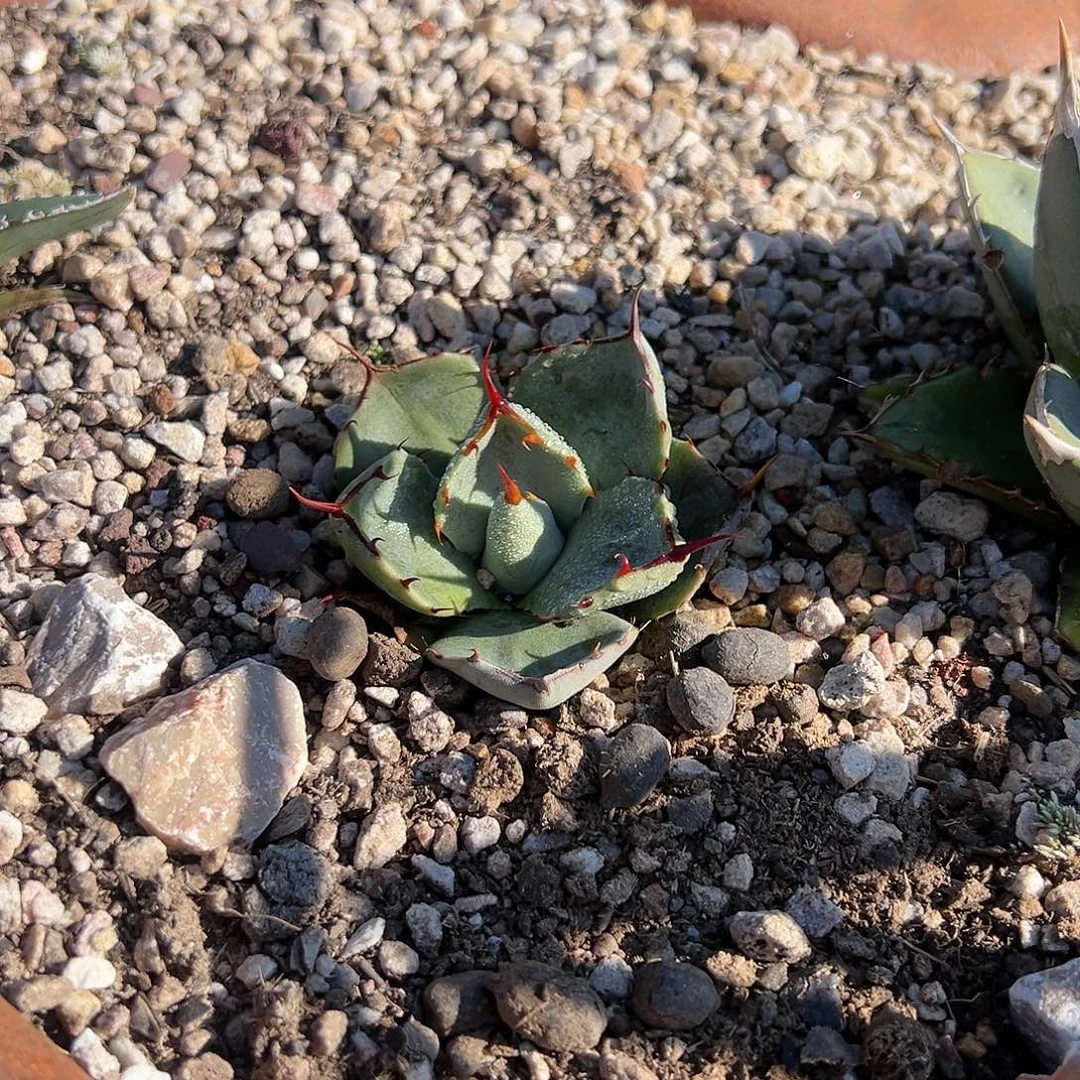 张***杰无花朵多肉植物空包费龙舌兰