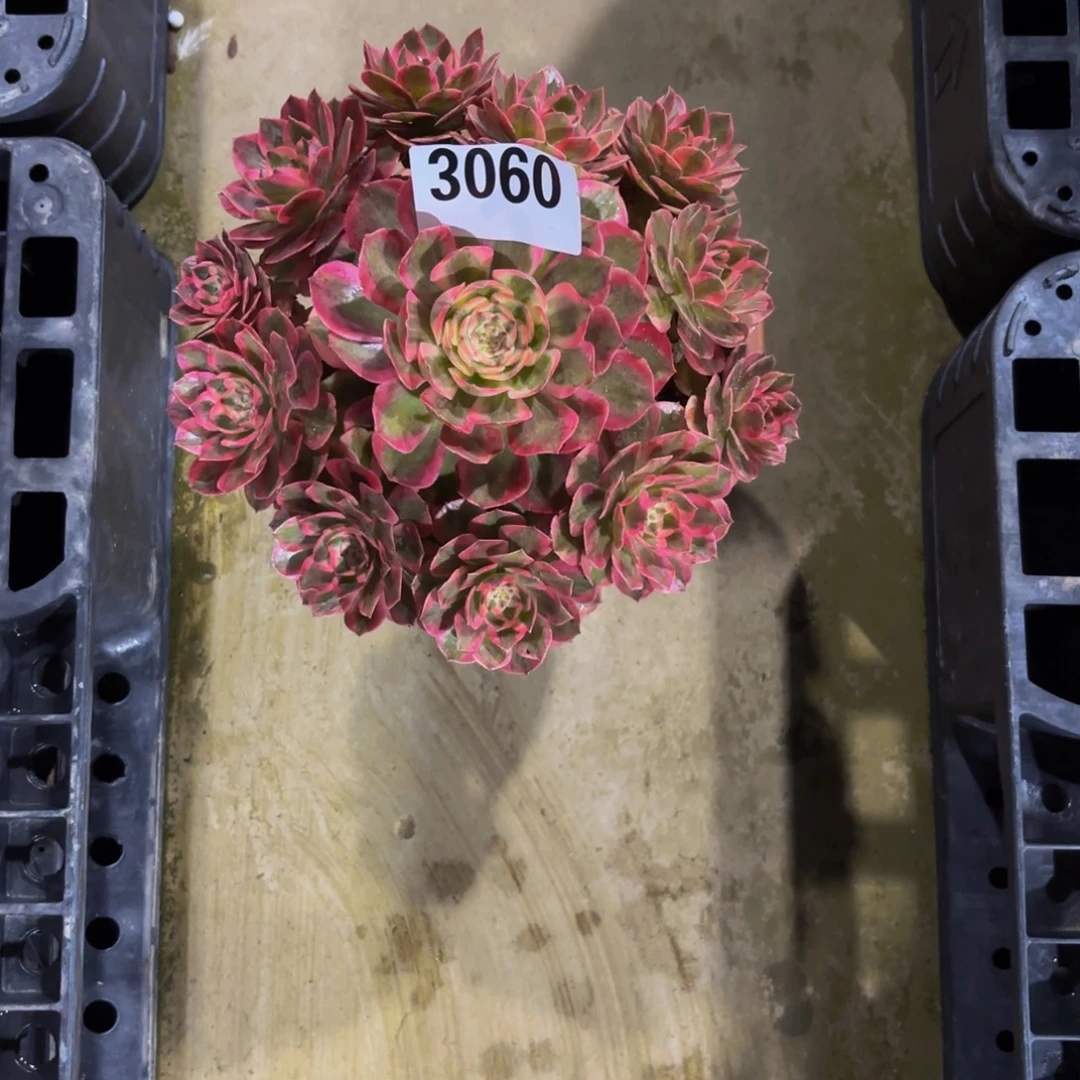 无花朵3060云何1111111