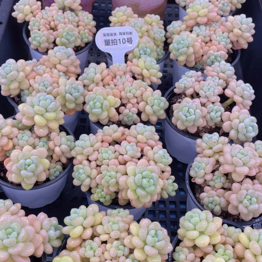 量拍10号洛可可老桩手捧大群生一个