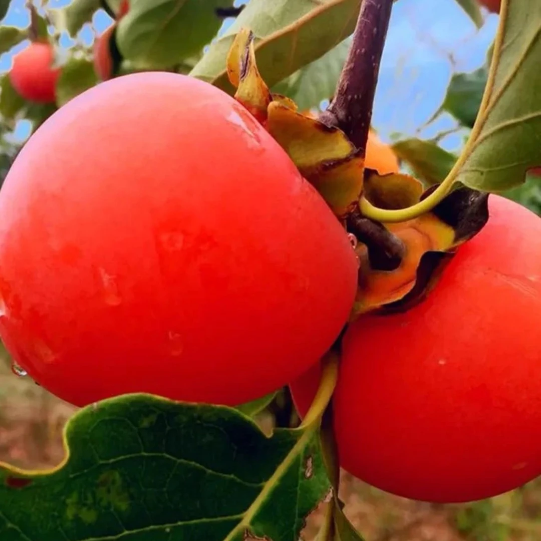 一物一拍 精品果树 南方北方种植