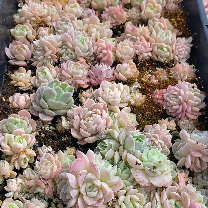 161 多肉植物盆栽花卉植物