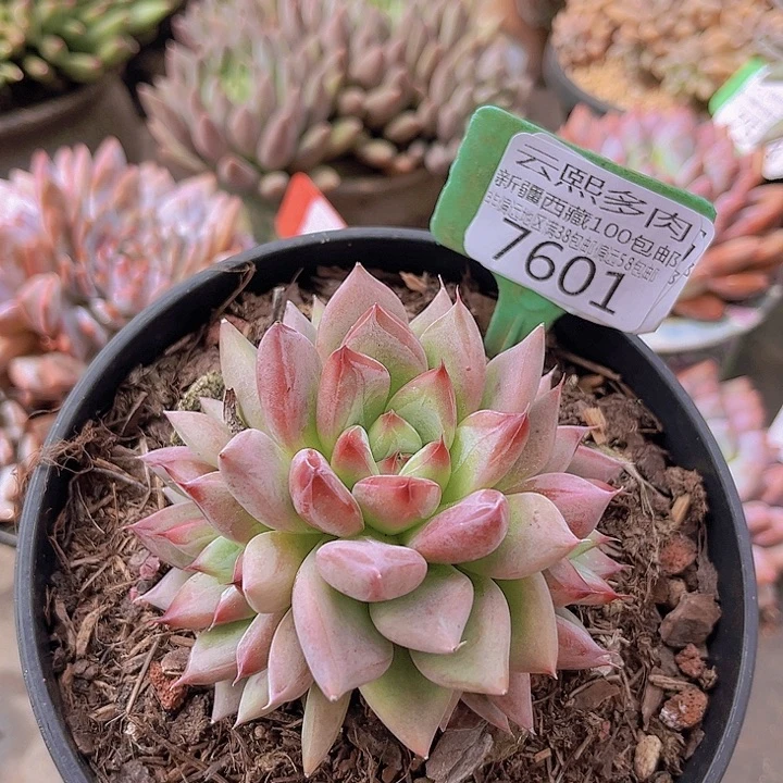 7601婚戒。