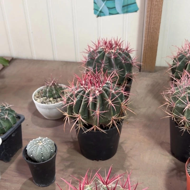 6109实生红虎好养皮实