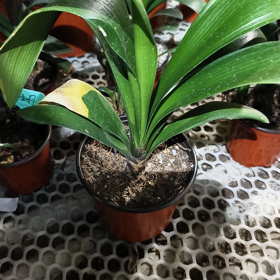 百***。完全开放巨大轮苗残叶无售后