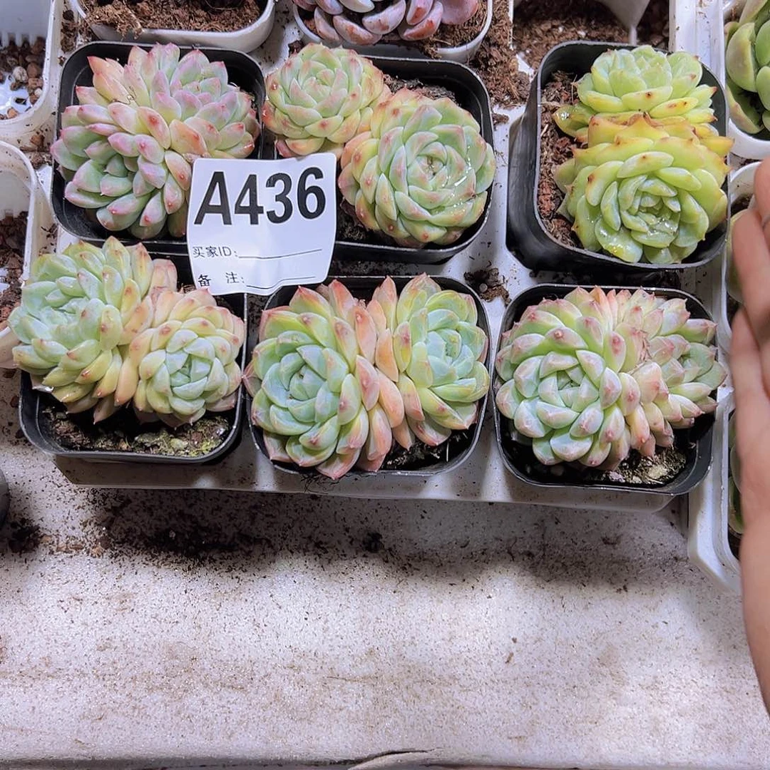 436样品19包邮多肉