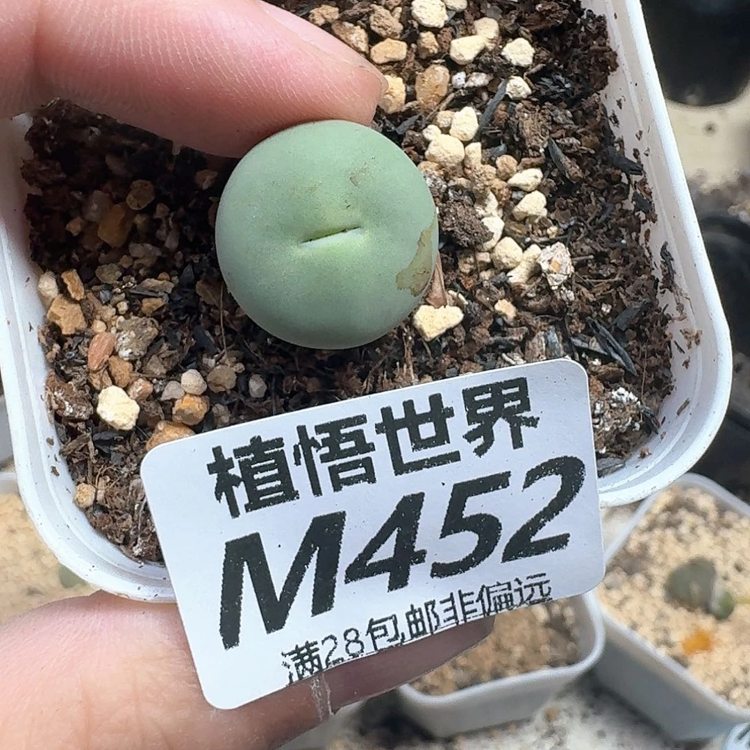 多肉植物的润泽发gh