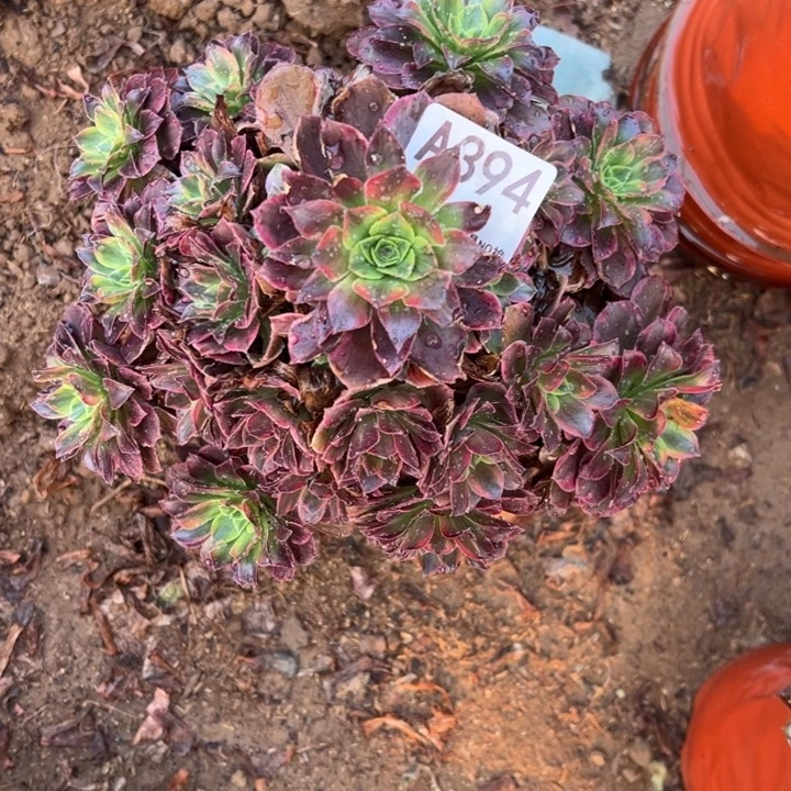 安娜多肉植物394.