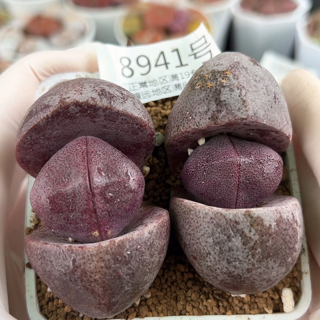 8941六年紫元宝两颗6cm