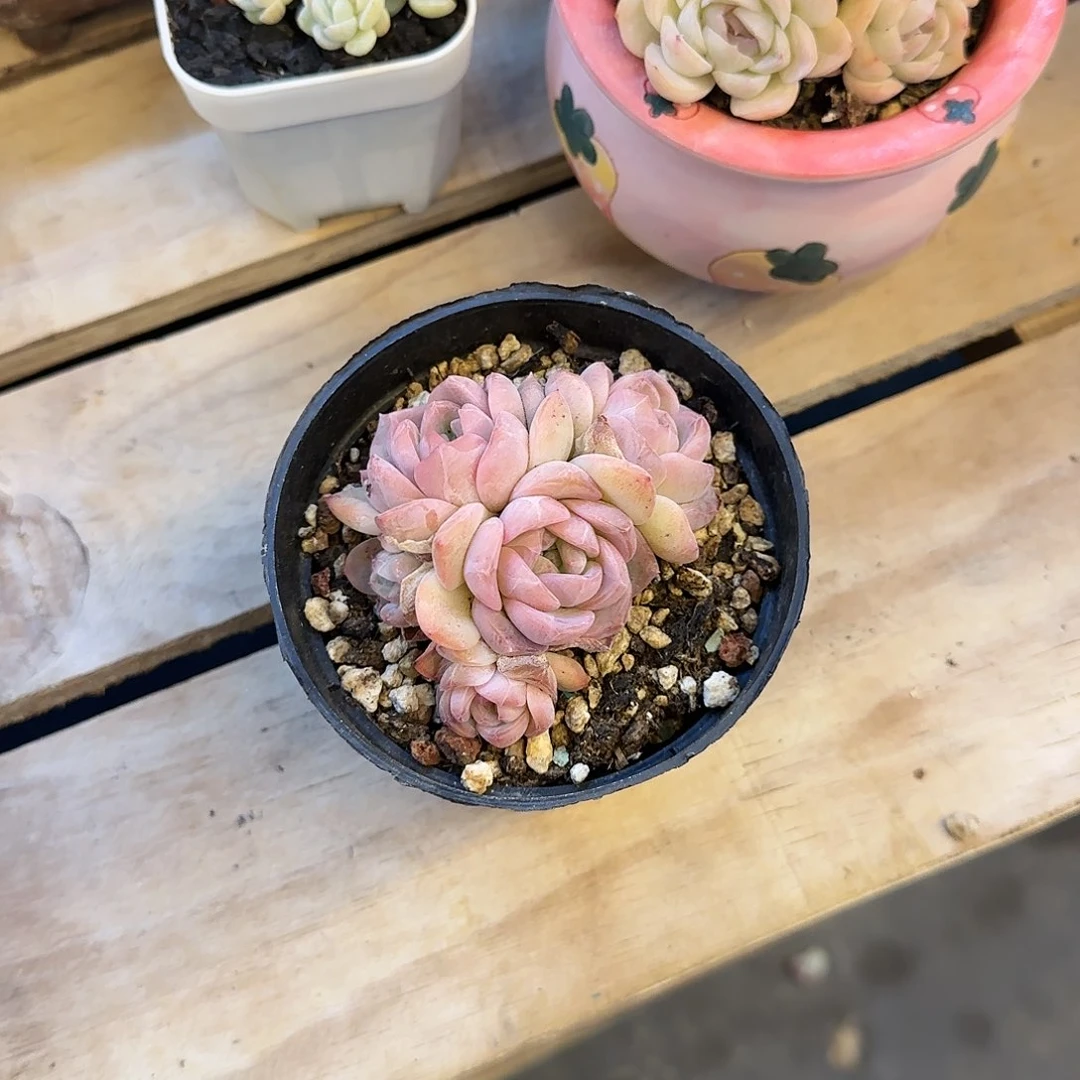 恭喜发财 恭喜发财