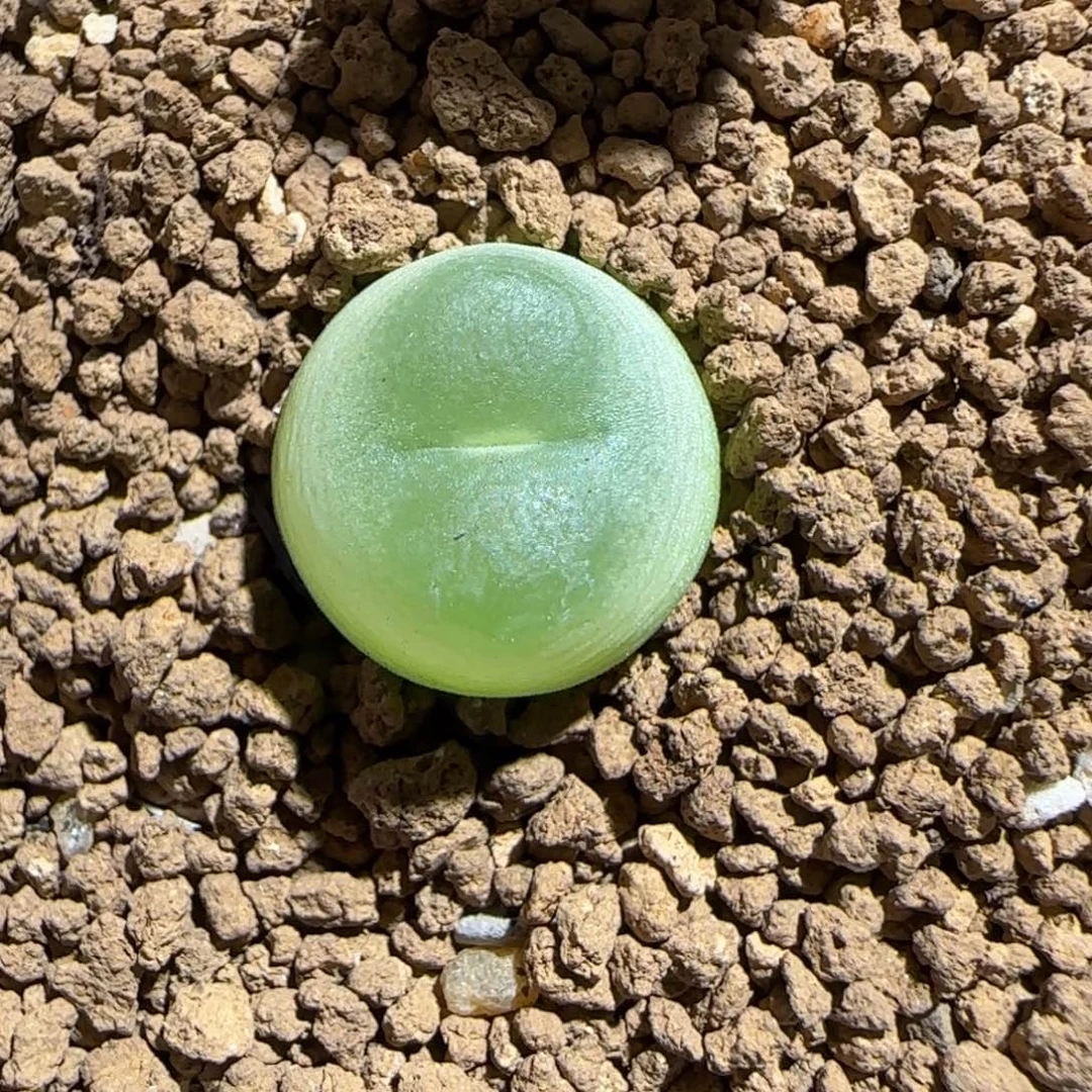 肉锥多肉植物组合-sh1200拉登952