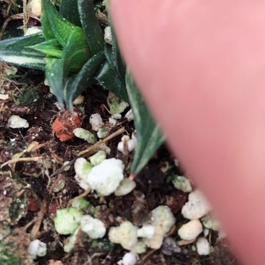 流*草龙城锦侧牙无根硬叶