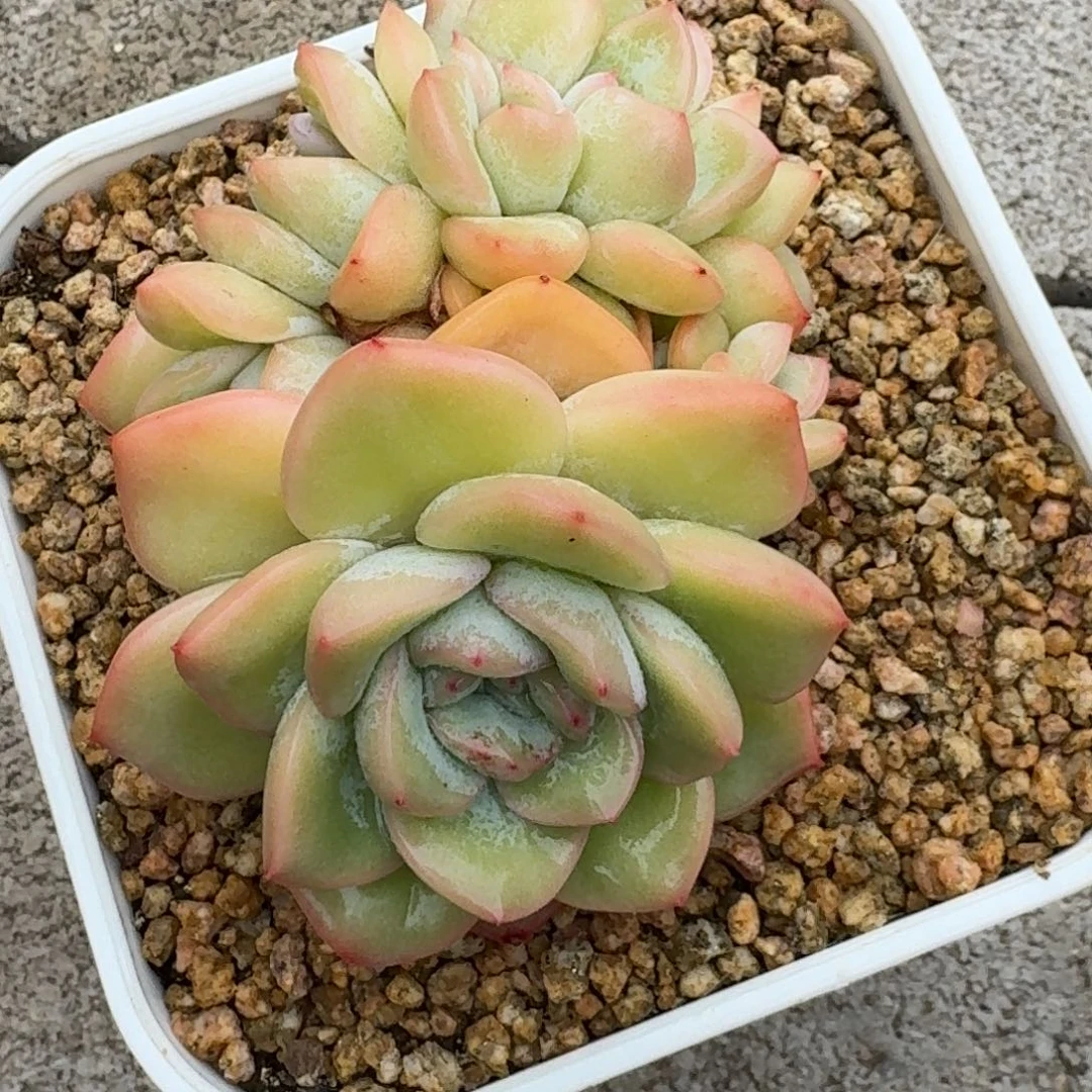 泡芙缀化一物一拍