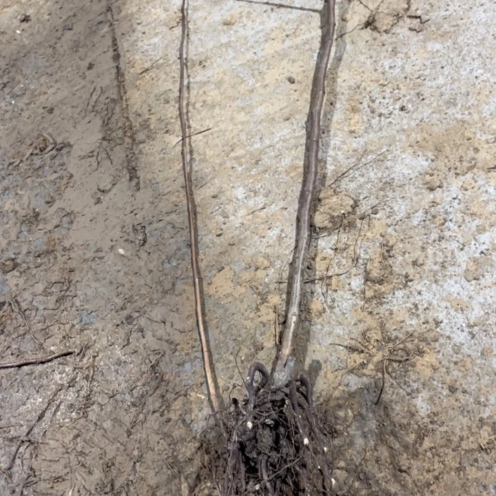 五彩锦带花  一颗