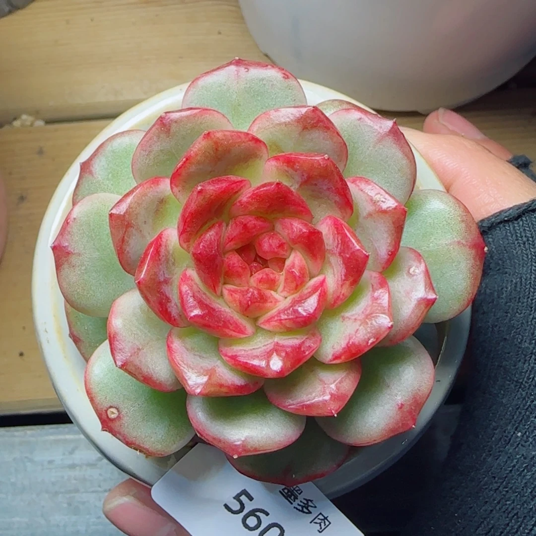 雪色玛丽，5606多肉植物