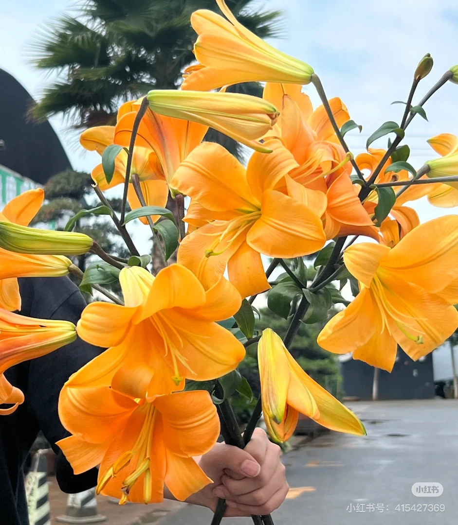 5号橙色星球百合，我要买我不售后