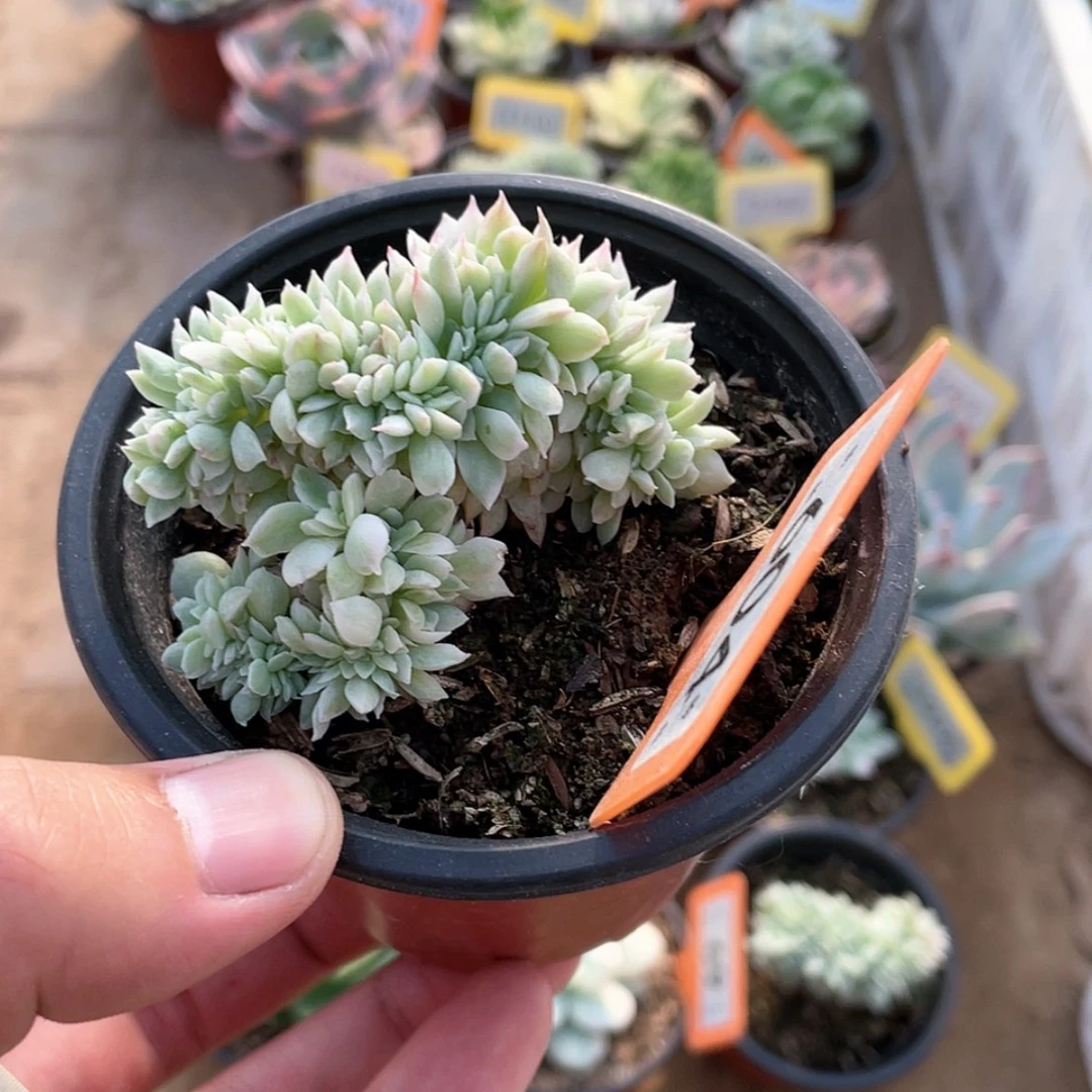 【闪购商品】无花朵给****愿604