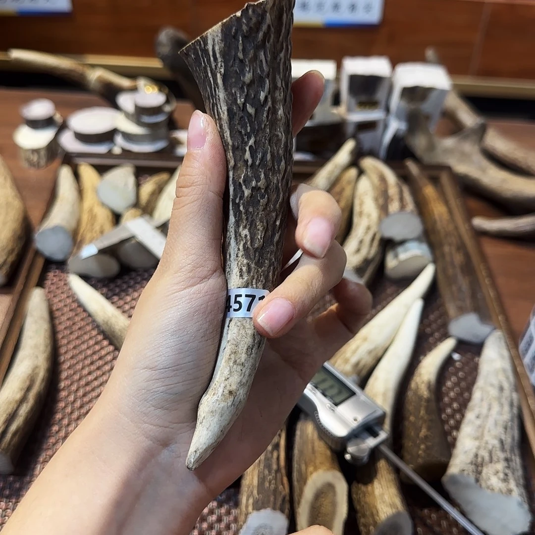 鹿骨手串/手链4571梅花鹿尖