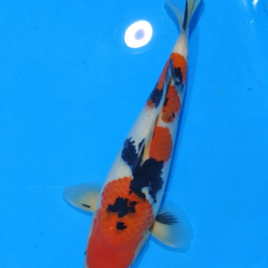 锦鲤30公分代26国产赛手术过