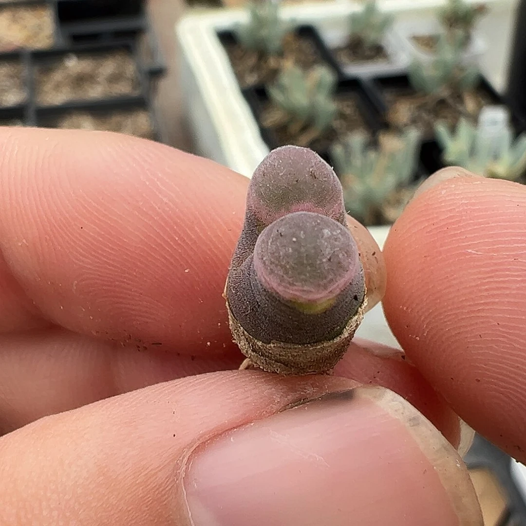 粉佛度 多肉肉锥好看