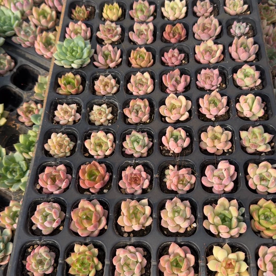 9-76珍妮一盘未选育量拍侧门右四