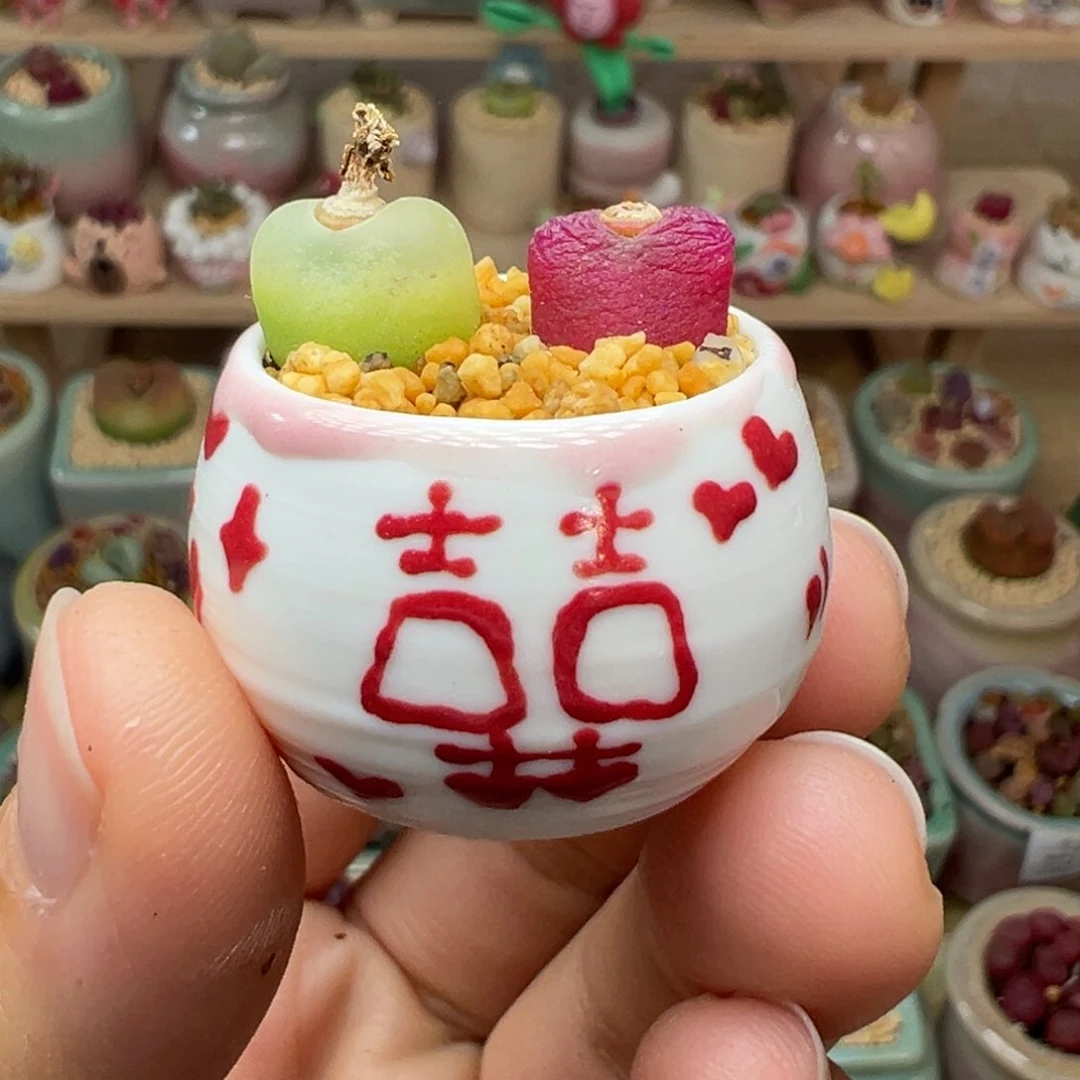 多肉植物14号拇指盆