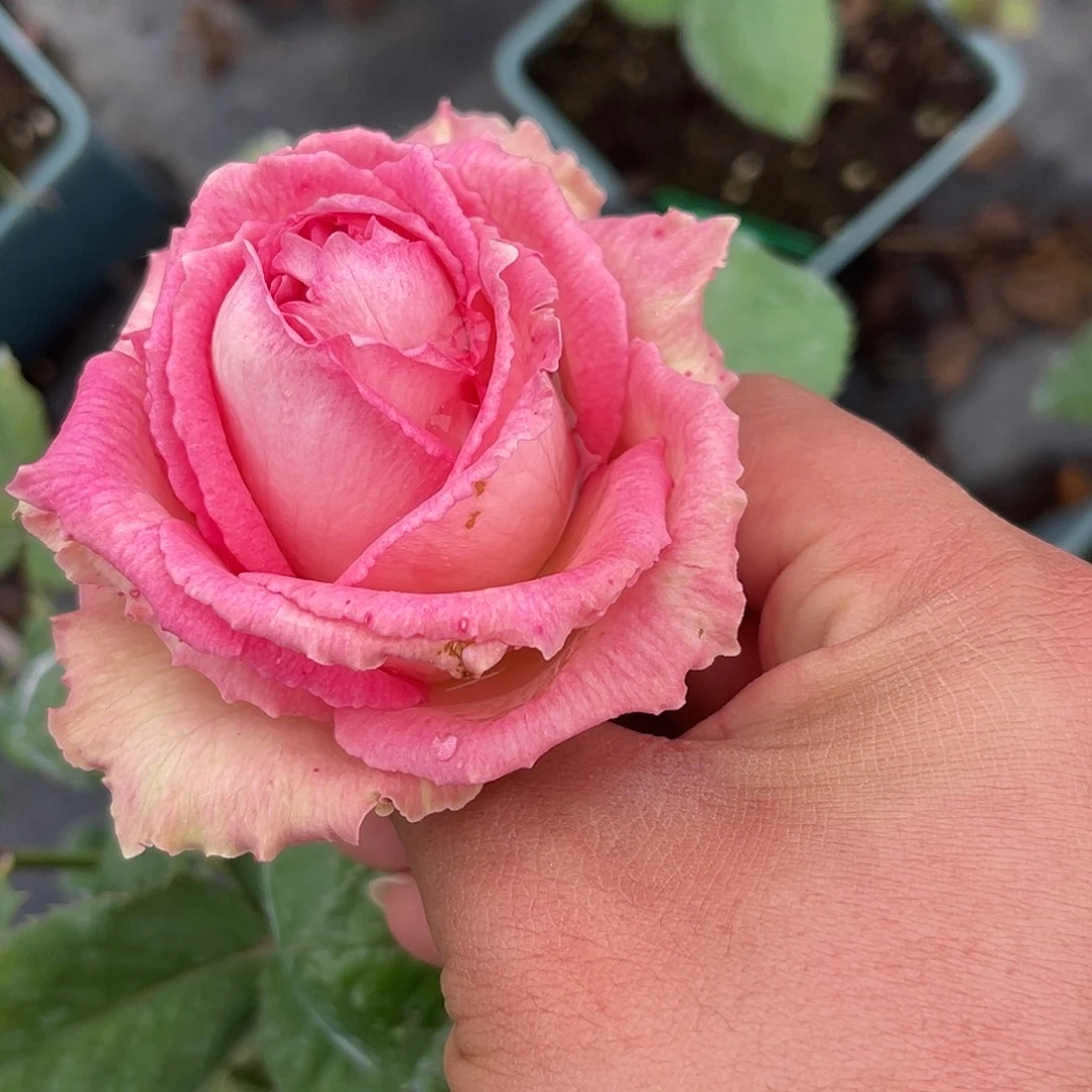 无花朵——-粉 优雅  福利