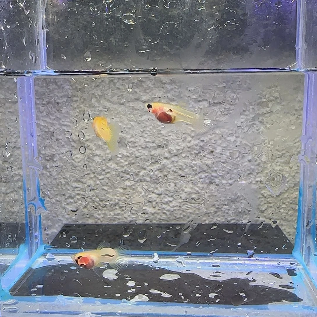 孔雀鱼幻彩粉猫。56号