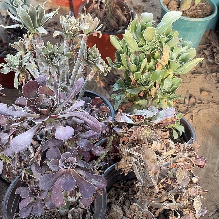 4棵玫瑰玫瑰玫瑰玫瑰
