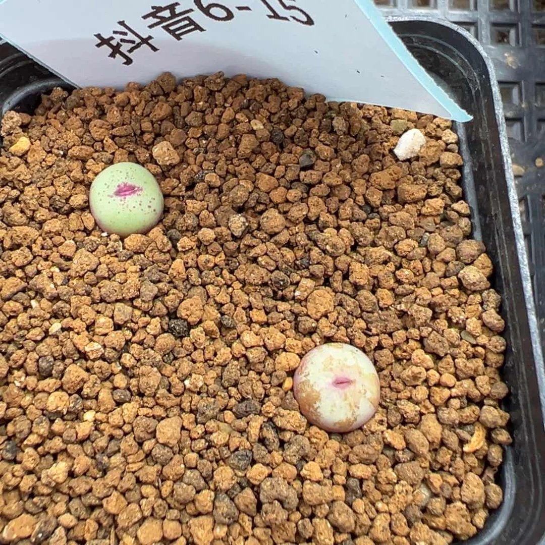 6-15肉锥多肉植物，