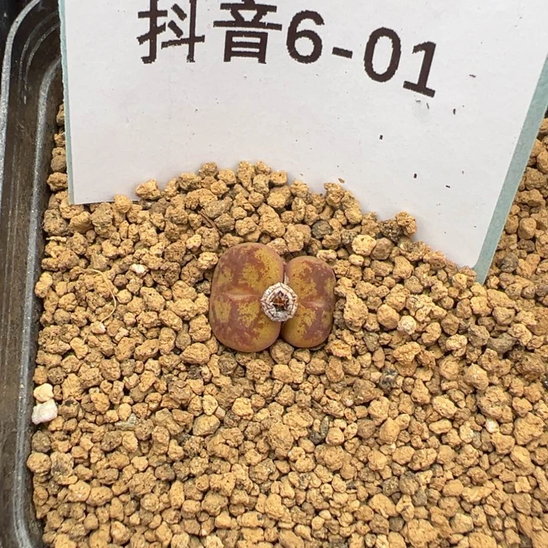 6-01肉锥多肉植物，
