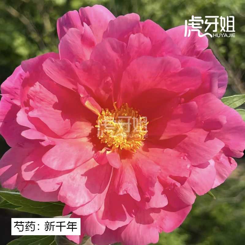 【伊藤新千年】裸根芍药包对版-庭院阳台花卉重瓣大花