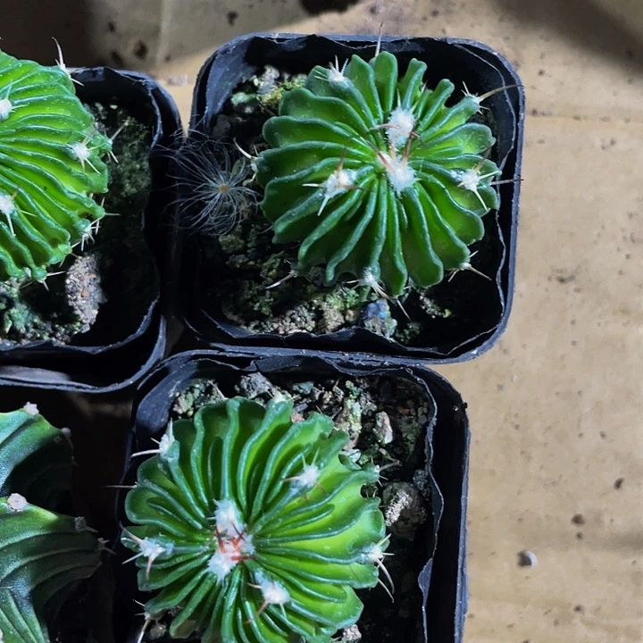 星巴克带盆土发货