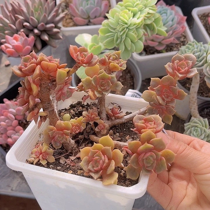 大红袍10159多肉植物