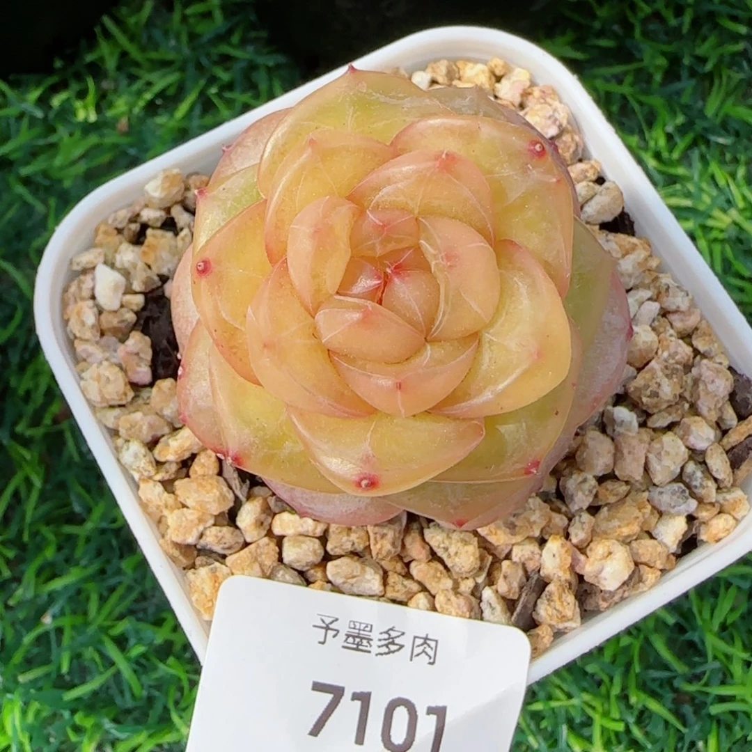 灵泽珍妮，7101多肉植物