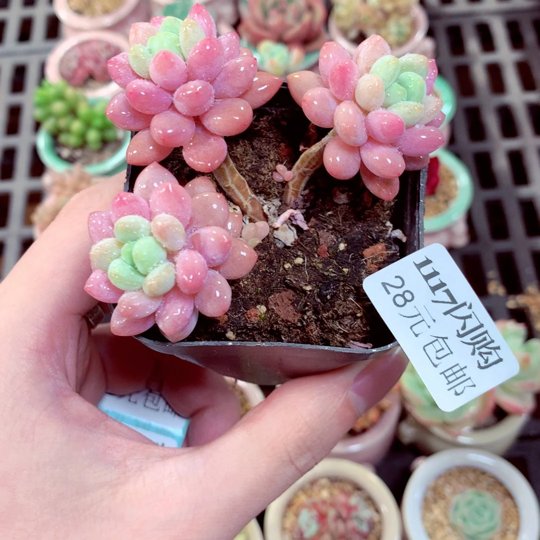 7cm种植盆达芙妮1117
