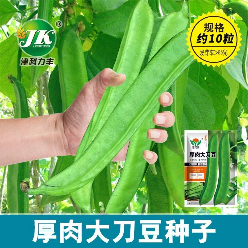 【开春种植】霸王刀豆种子大刀豆刀把豆种籽巨型大豆角芸扁豆四季爬