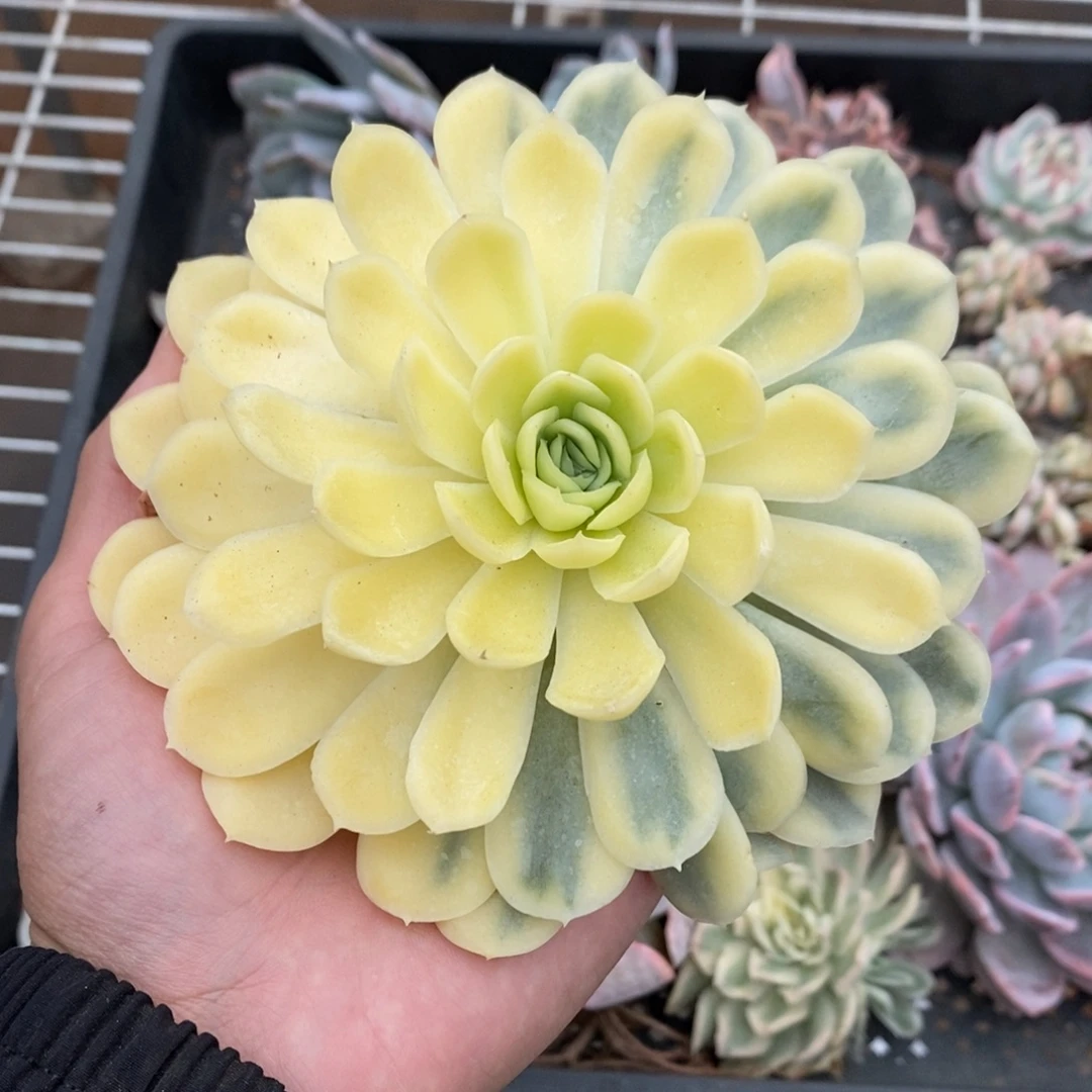 草莓冰多肉植物8975