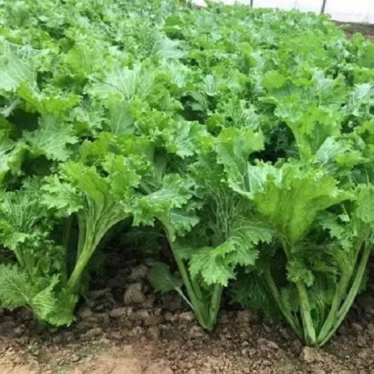 【香叶芥菜种子】四季种植盆栽地栽阳台小院种植