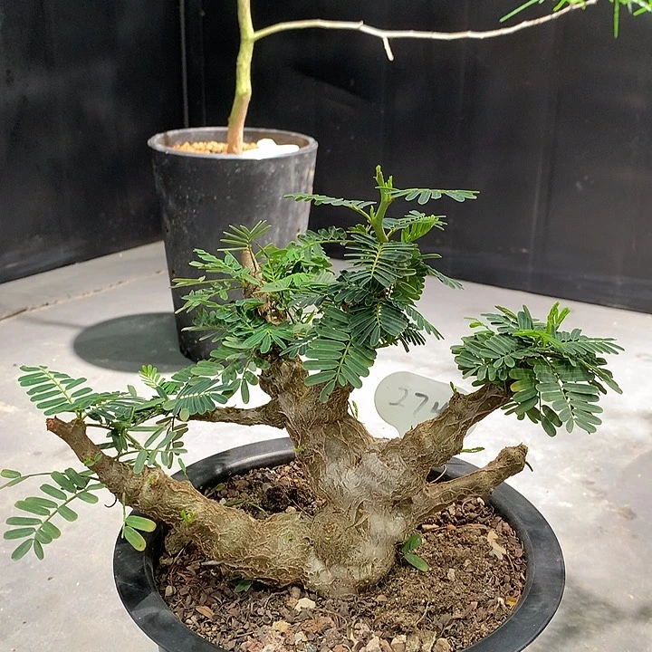 274念珠苏木哈哈哈哈