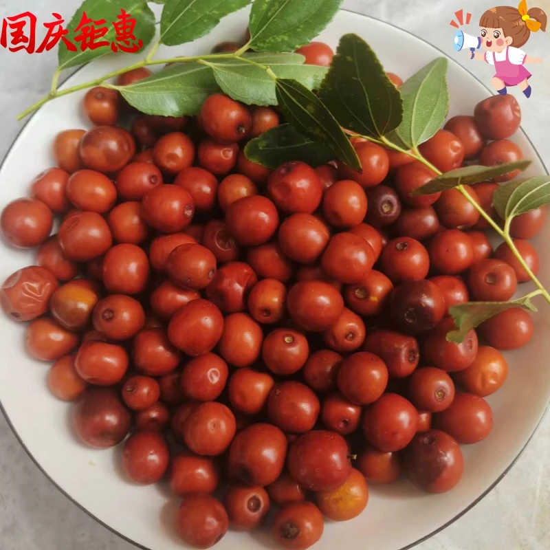 2025山西新鲜现摘纯野生酸枣大酸枣手工采摘